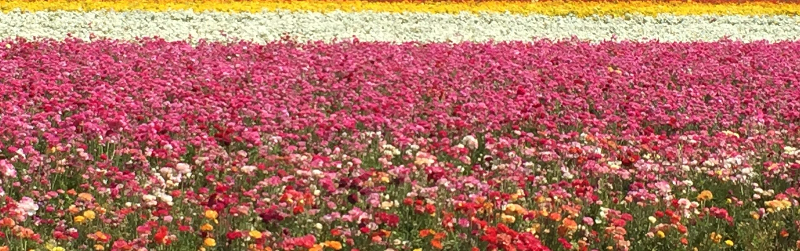 Flower Fields